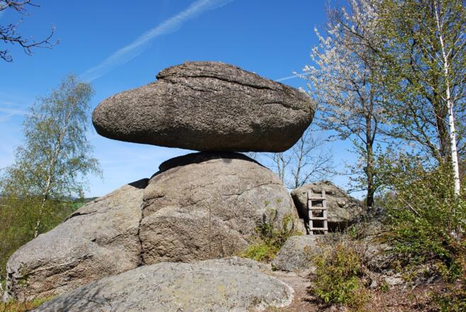 Schwammerling im Naturpark Mühlviertel