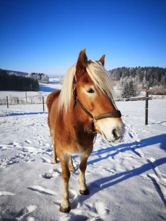 Winterreiten