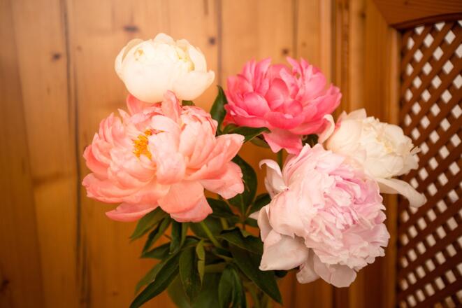 Frühstücksraum Pension Knoll **** Schörfling am Attersee