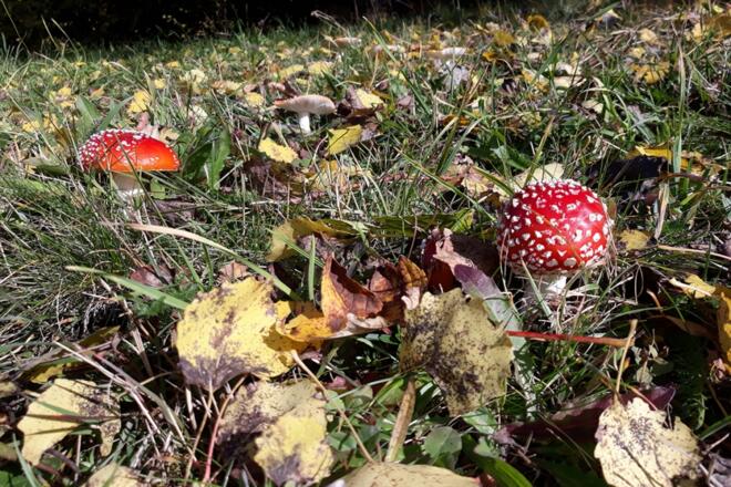 Fliegenpilze_wyda_yoga im Wald