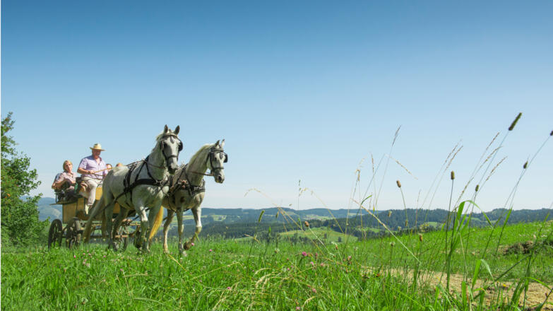 Kutschenfahren im Pferdereich Mühlviertler Alm