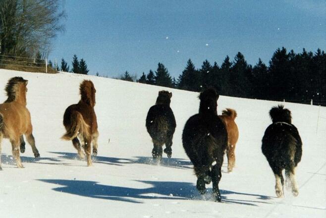 Isl\u00e4nder im Winter