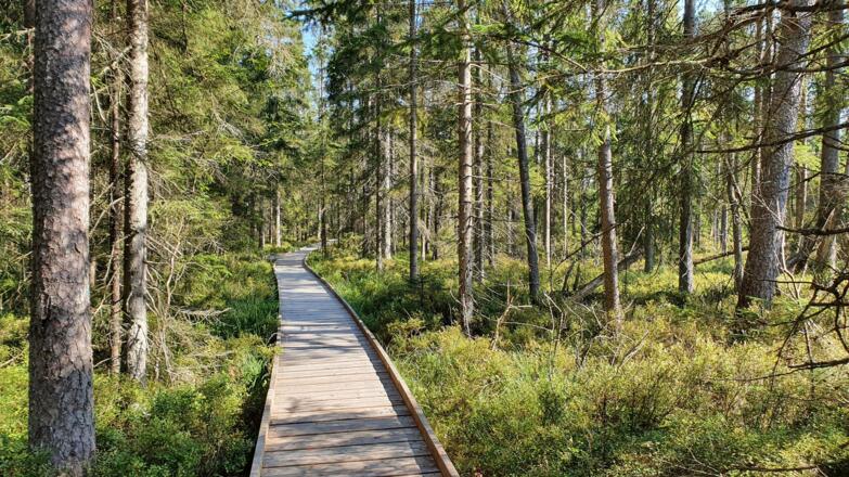 Holzsteg in die Bayrische Au