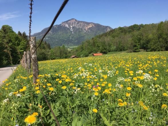 Frühlingswiese vor dem Hochgern