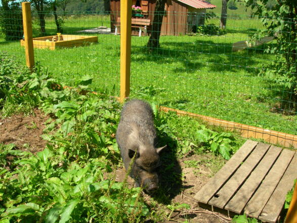 Minischwein