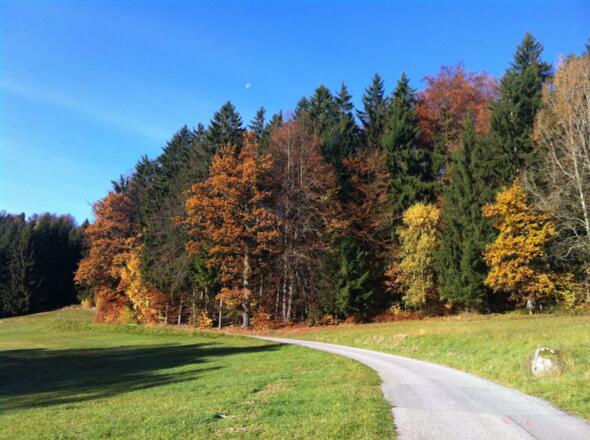 Herbstwald