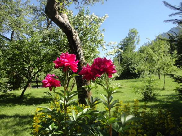 2000 m² Garten, Wiese, Obstbäume