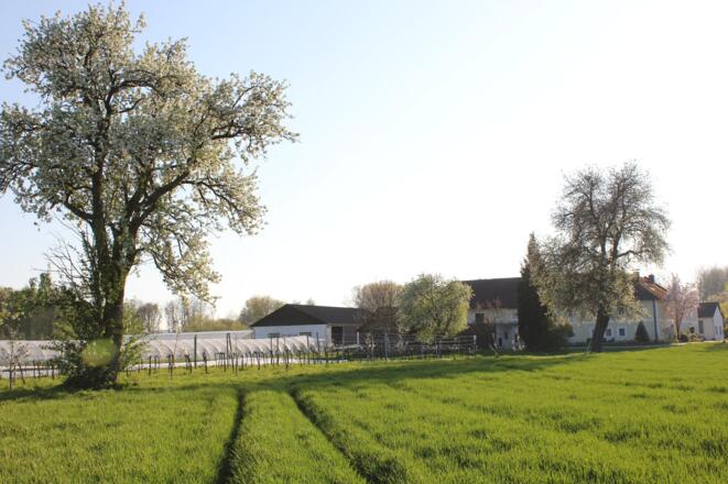Hof Frühling