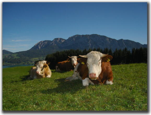Graf`n - Alm am Attersee
