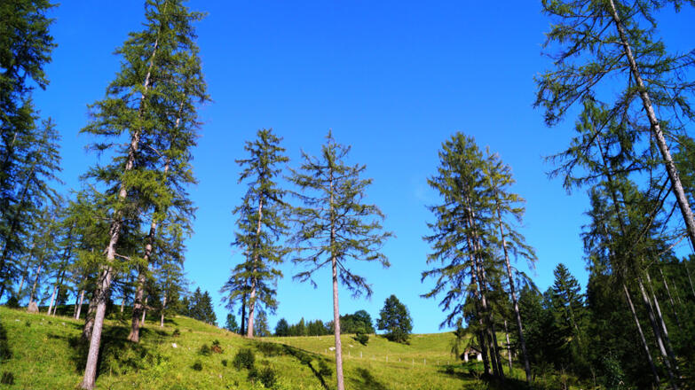 Lärchenwiese, Naturpark Attersee-Traunsee