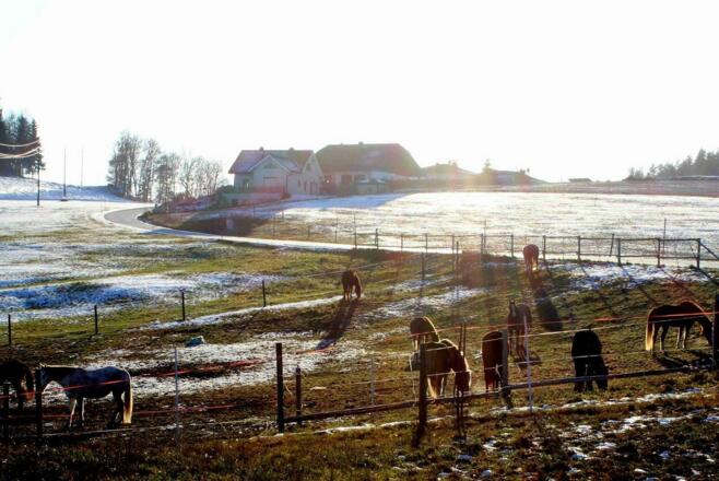 Ponyhof_Gutau_Koppel-im-Winter_Foto-von-Website_Sportderbewegtat