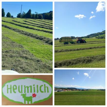 Heuernte