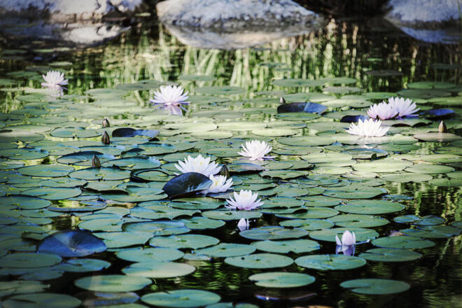 Schwimmteich mit Seerosen Villa Anna Bad Goisern