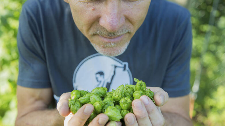 Bierschmiede Steinbach, Hopfen