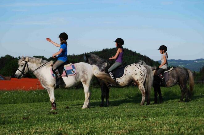 Ponyhof_Gutau_Ponys-in-allen-Groessen_Foto-von-Website_Sportderbewegtat