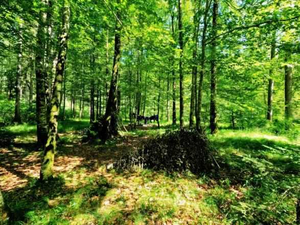 Wildnisabenteuer
