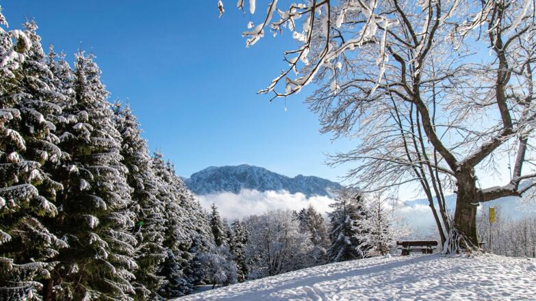 Winterwanderung Kastanienwald