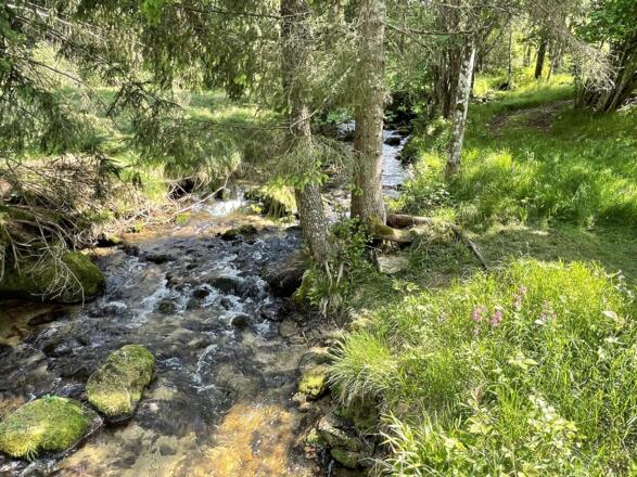 Naturbach zum Chillen