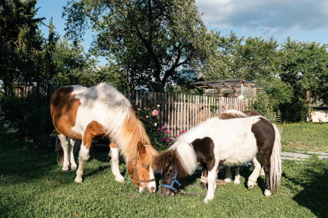 Ponys im Garten vom Grubinger Hof
