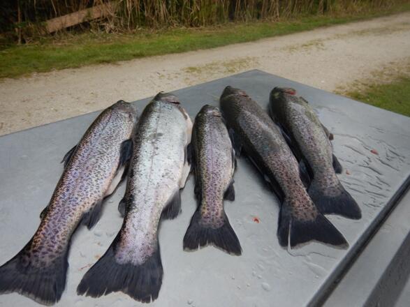 Fischen beim Forellenteich in Gosau