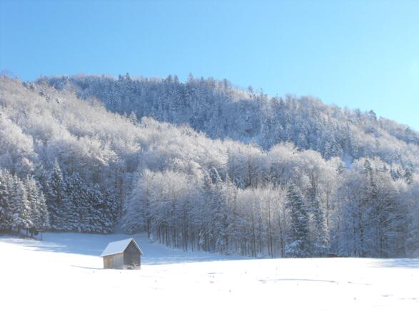 Alpine Felder und Wälder aus dem Garten Alpenwiesen