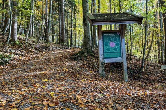 ttt_1123_mn_waldlehrpfad-laerchenwald_tegernsee_0033