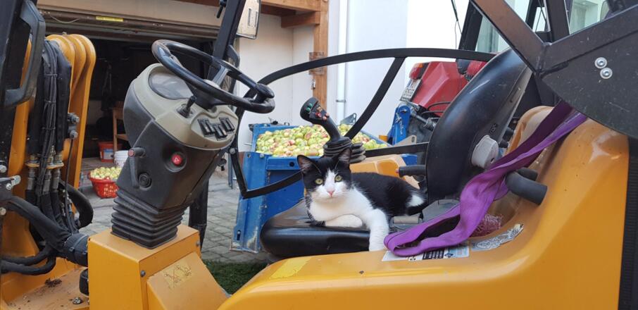 Katze Alfie
