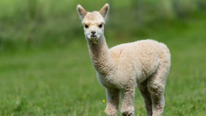 Alpaka_Fohlen_Reinhold_Schiemer