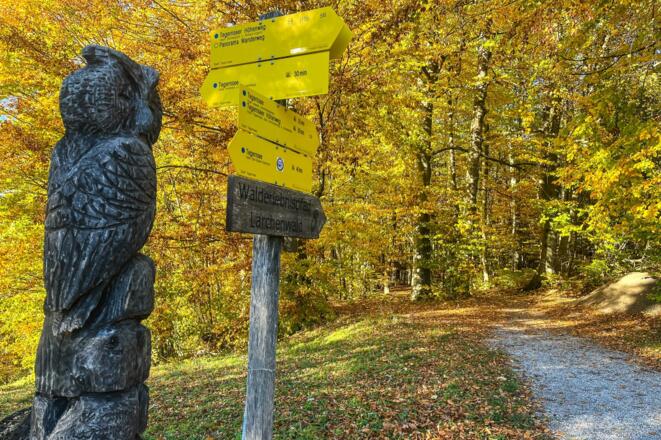 ttt_1123_mn_waldlehrpfad-laerchenwald_tegernsee_0006