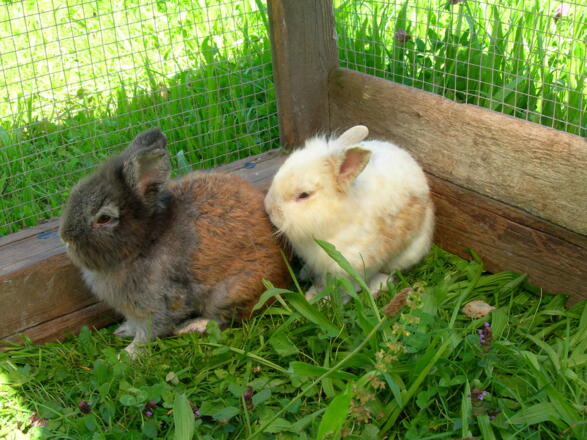 Hasen