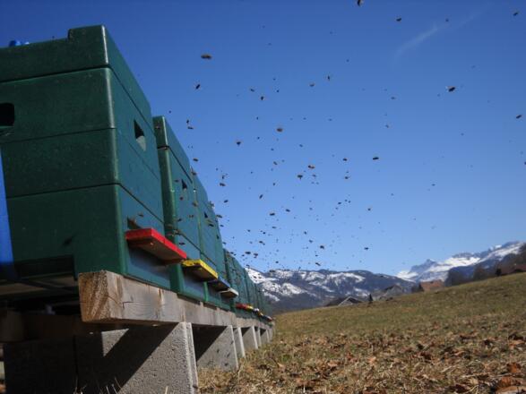 Bienenstöcke