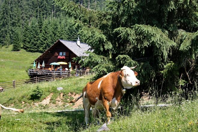 Iglmoosalm, eine der vielen schönen Almen der Ferienregion Dachstein Salzkammergut