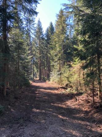 Waldstimmung