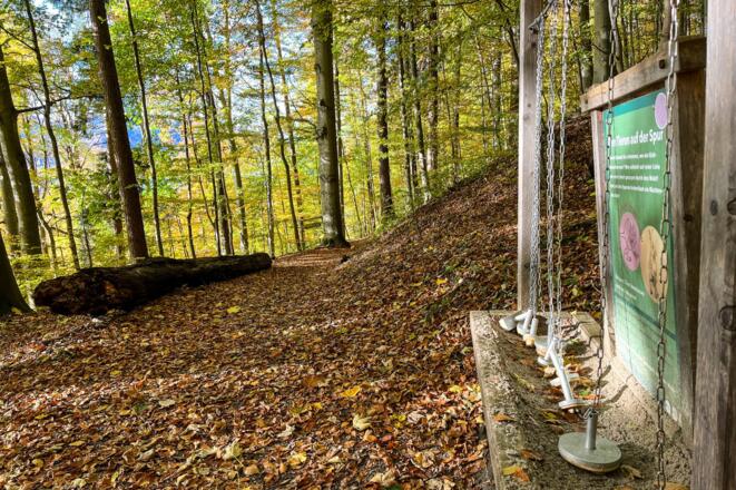 ttt_1123_mn_waldlehrpfad-laerchenwald_tegernsee_0059