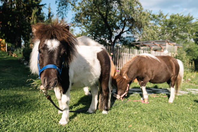 Kühe am Grubinger Hof