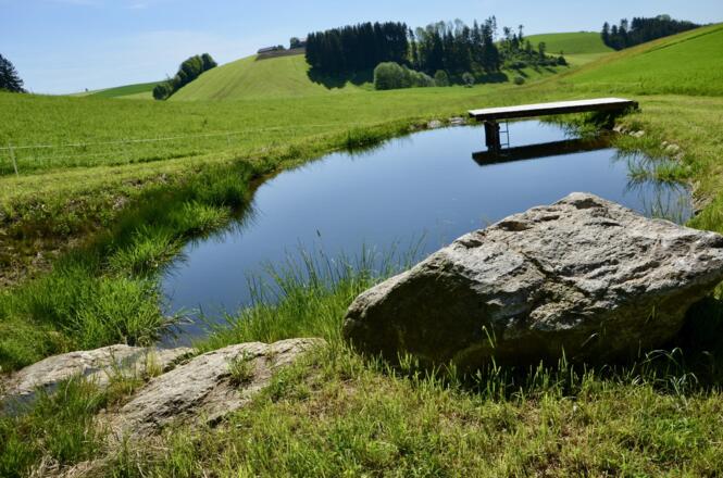 Naturschwimmteich