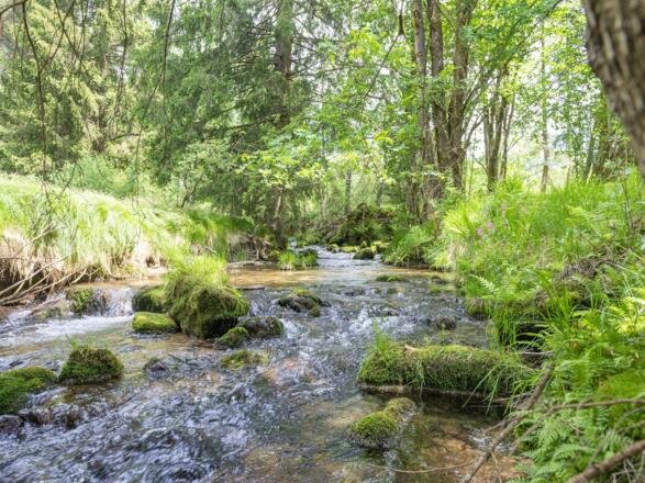 Naturbach am Grundstück