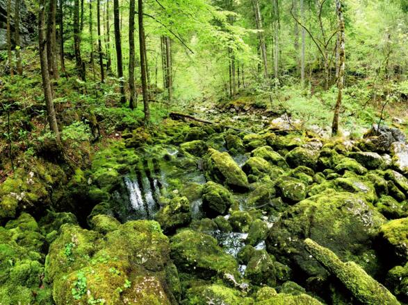 Wildnisabenteuer