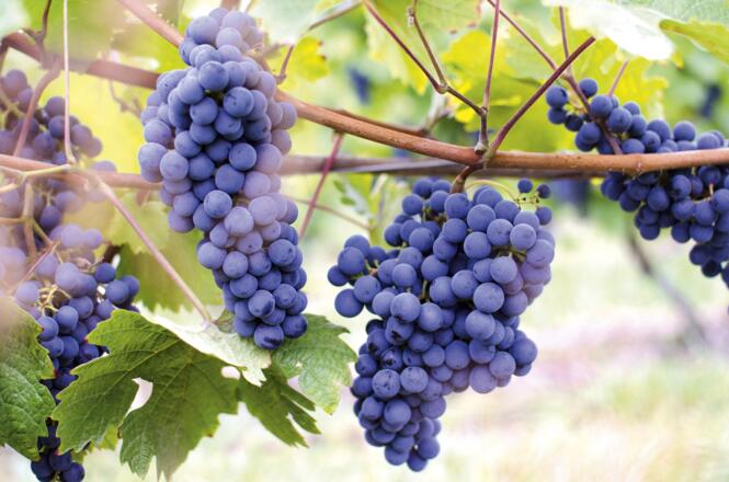 Weintrauben in Hilkering