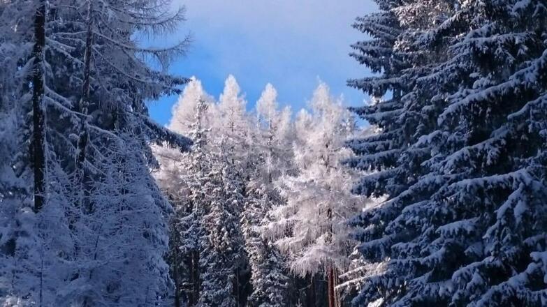 Winterwald
