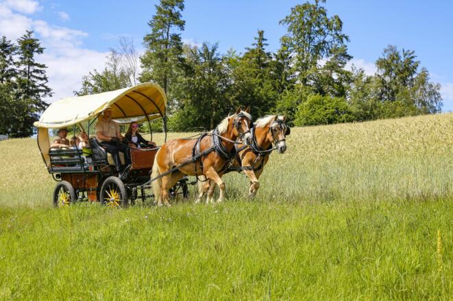 Kutschenfahrt am Georgs Kutscher Hof