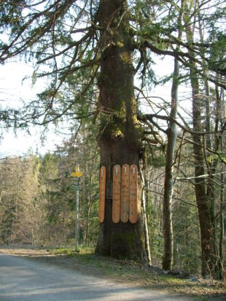 Kreuzfichte im Ortsteil Lidaun