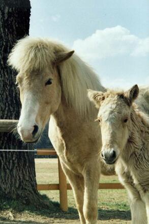 Isl\u00e4nderstute mit Fohlen