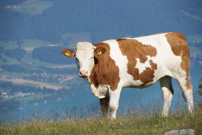 Kalbin auf der Griesalm