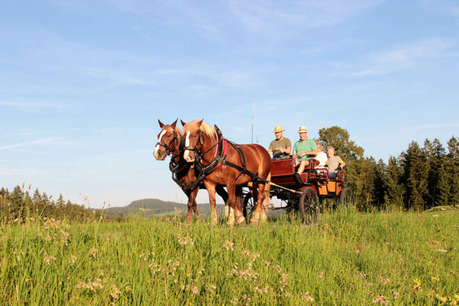 Kutschenfahrt in Kaltenberg Kutscherhof Reiter Kutschenfahrt Mühlviertel