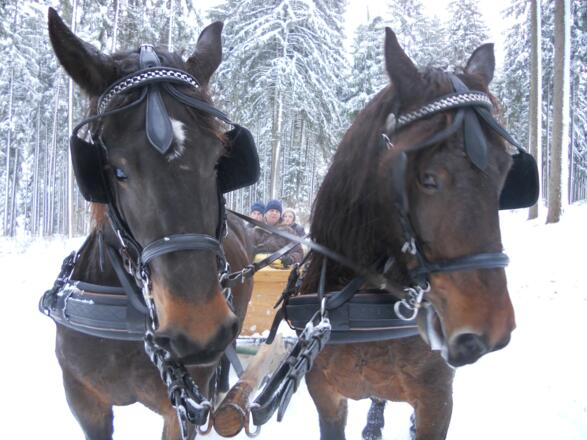 seiberl kutsche pferde