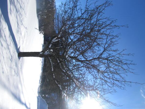 Garten_winter