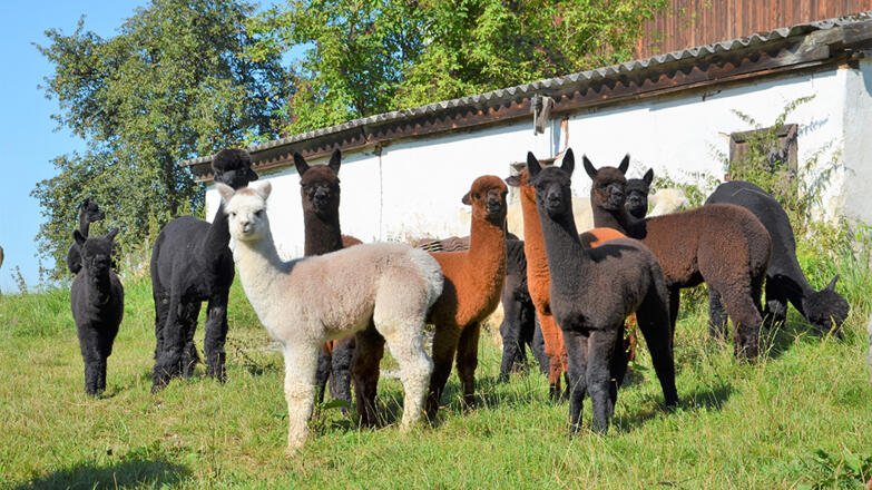 Oberstein Alpacas in St. Thomas am Blasenstein
