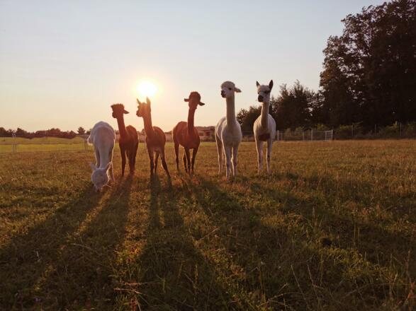 Alpakas Sonnenuntergang