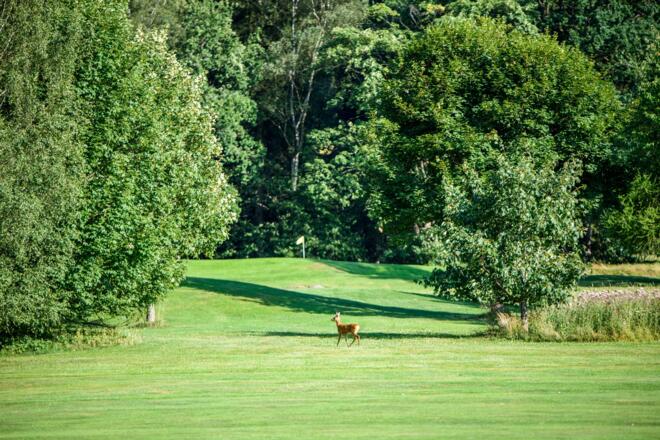 Golfplatz mit Reh